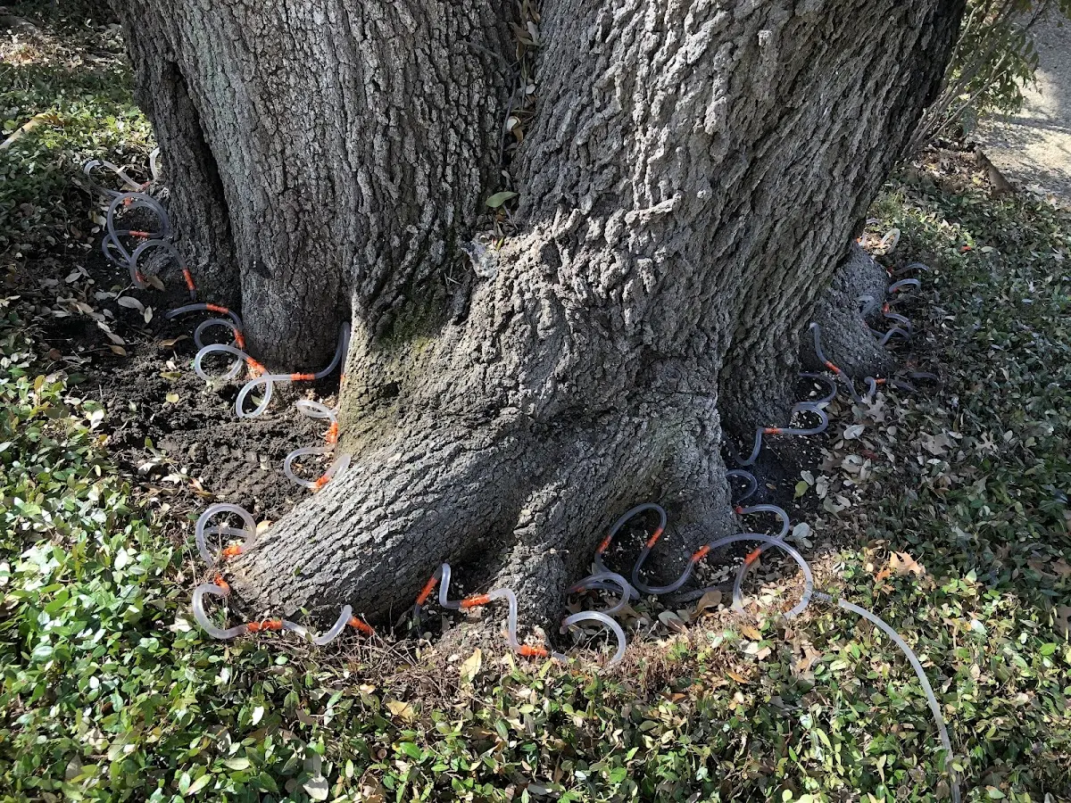 Detailed Tree Cabling and Bracing job site in Littleton